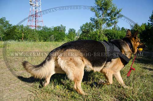 Nylon German Shepherd Harness for Training Sessions