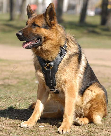 Exclusive Luxury Handcrafted Padded Leather Dog Harness