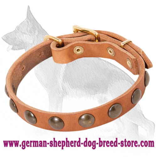 Leather German Shepherd Collar with Brass Half-Ball Studs
