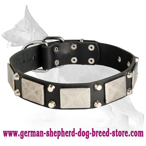 Leather German Shepherd Collar with nickel Plated Plates and Pyramids