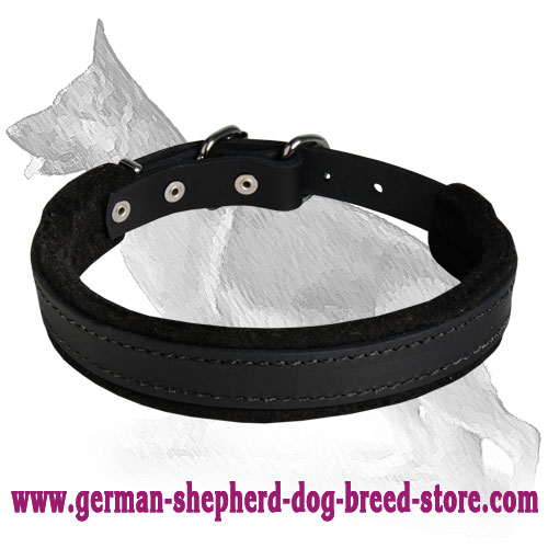 Padded Leather dog collar - C24 1 inch (2.5cm) width