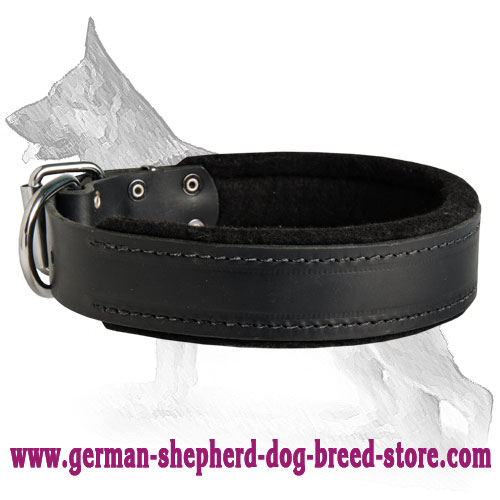 Padded Leather Dog Collar with Thick Felt - C24