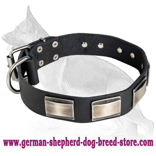 German Shepherd Leather Dog Collar Rusty Plates Deluxe