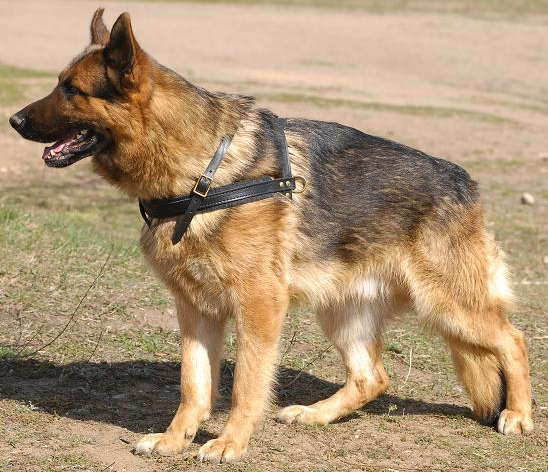 Genuine Leather Dog Harness for German Shepherd : German Shepherd Breed: Dog  harnesses, Muzzles, Collars, Leashes