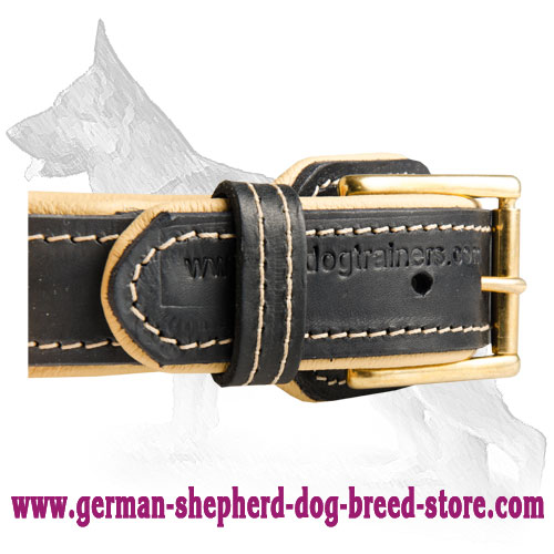 Nappa Padded Leather German Shepherd Collar with 2 Rows of Brass Spikes