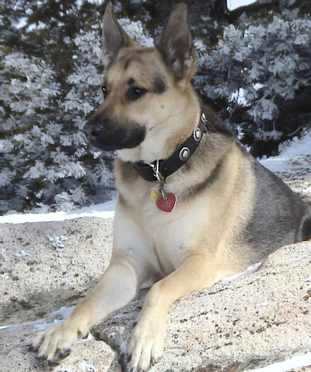 Silver Conchos German Shepherd Dog Collar
