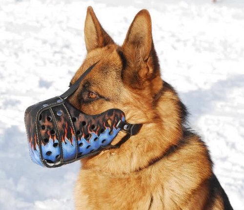 german shepherd with muzzle