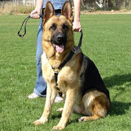 Unique Goods for German Shepherd Dog 2023 | [Buy Now]