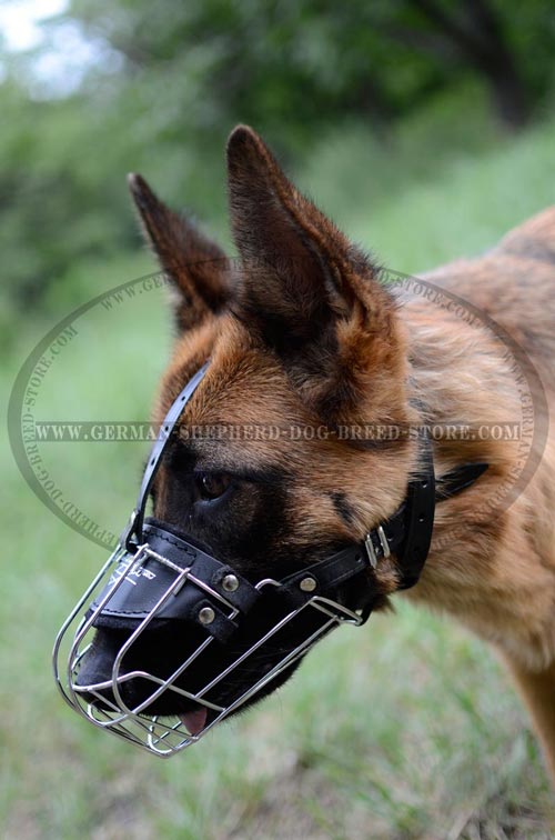 German Shepherd Perfect For Walks Muzzle