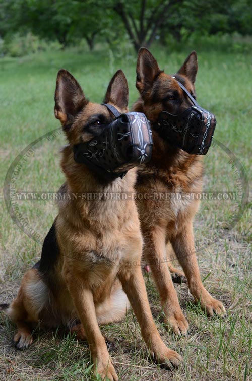 Astonishing German Shepherd Leather Muzzle