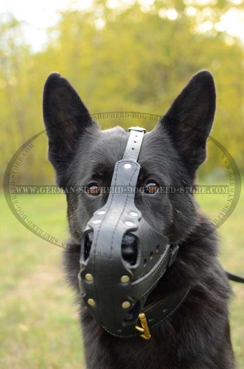 German Shepherd Dog Wearing Attack Training Leather Muzzle