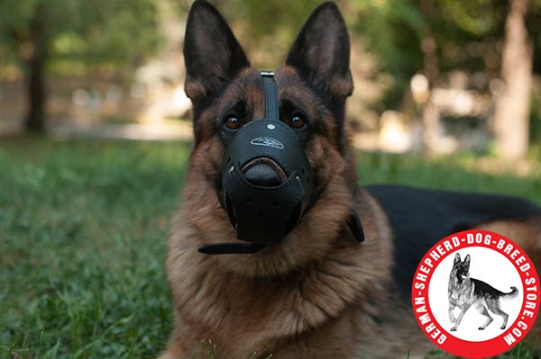 Multifunctional Leather Muzzle with Padded Nose Zone