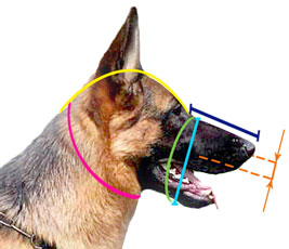 How to measure your dog