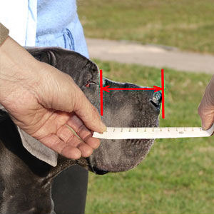 Concentrate to measure your pet right