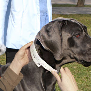 Measure your dog's neck in a proper way