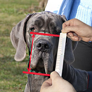 Measure him for muzzle height