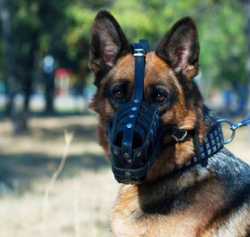 Purchasing the Right Muzzle