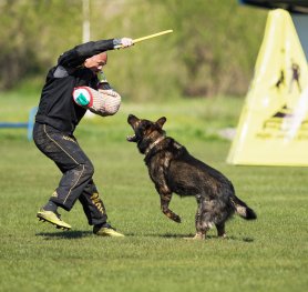Selection and Training a Dog for Schutzhund